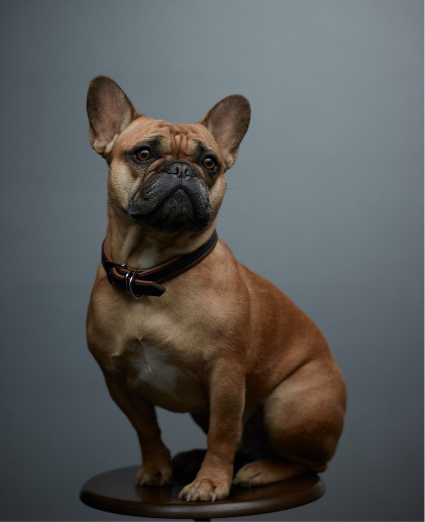 Bürohund Andi