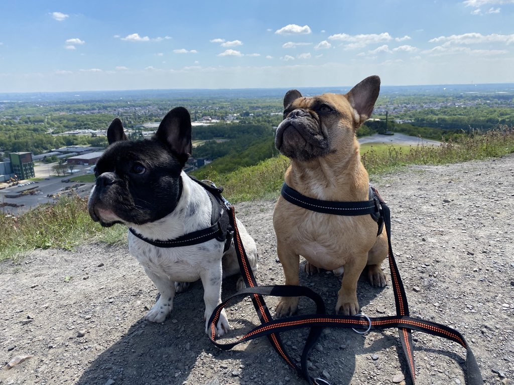 Bürohunde Andi und Toni