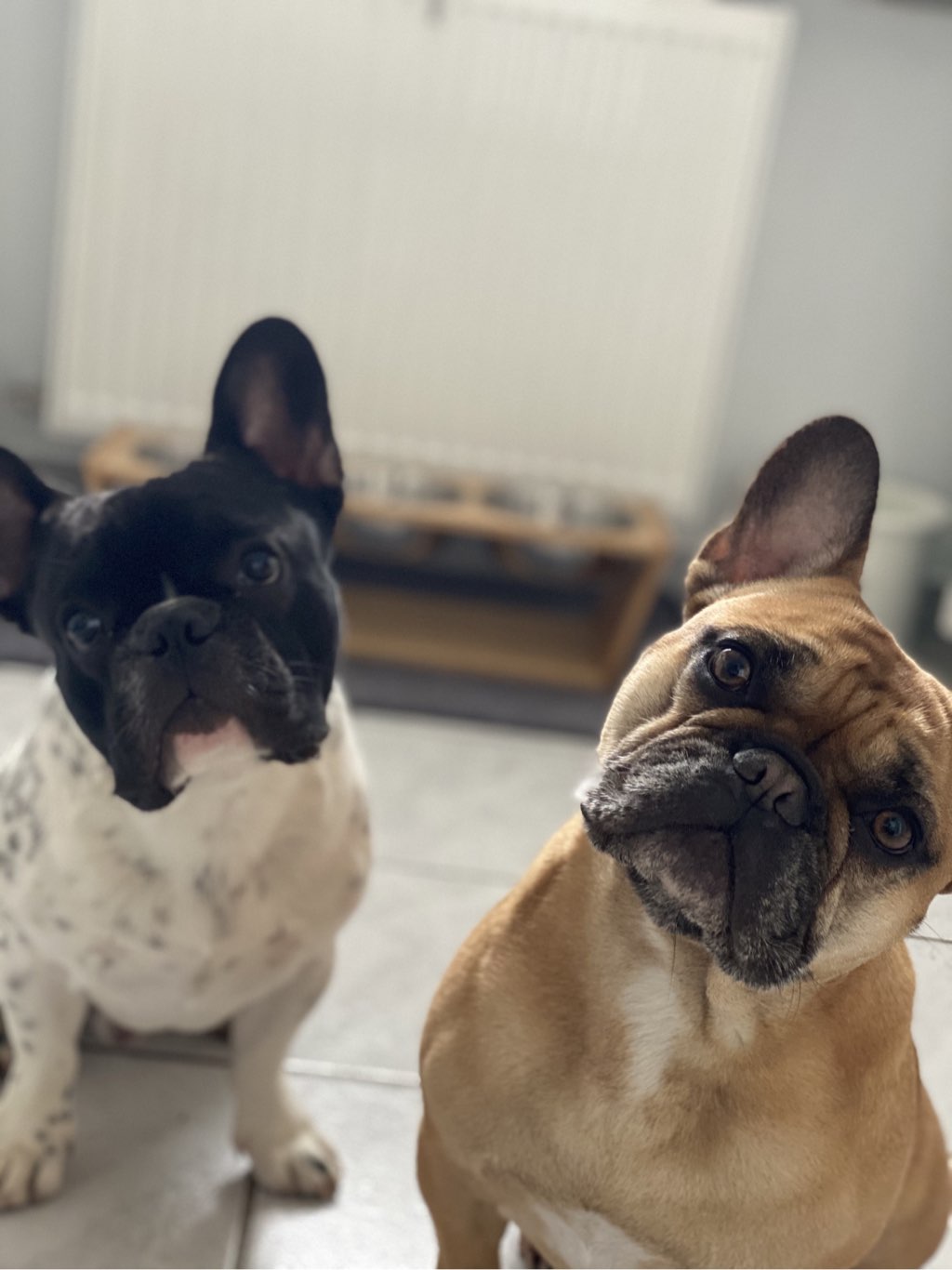 Bürohunde Andi und Toni