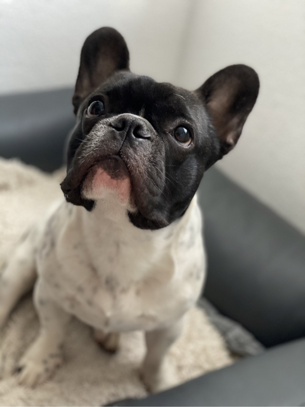 Bürohund Toni
